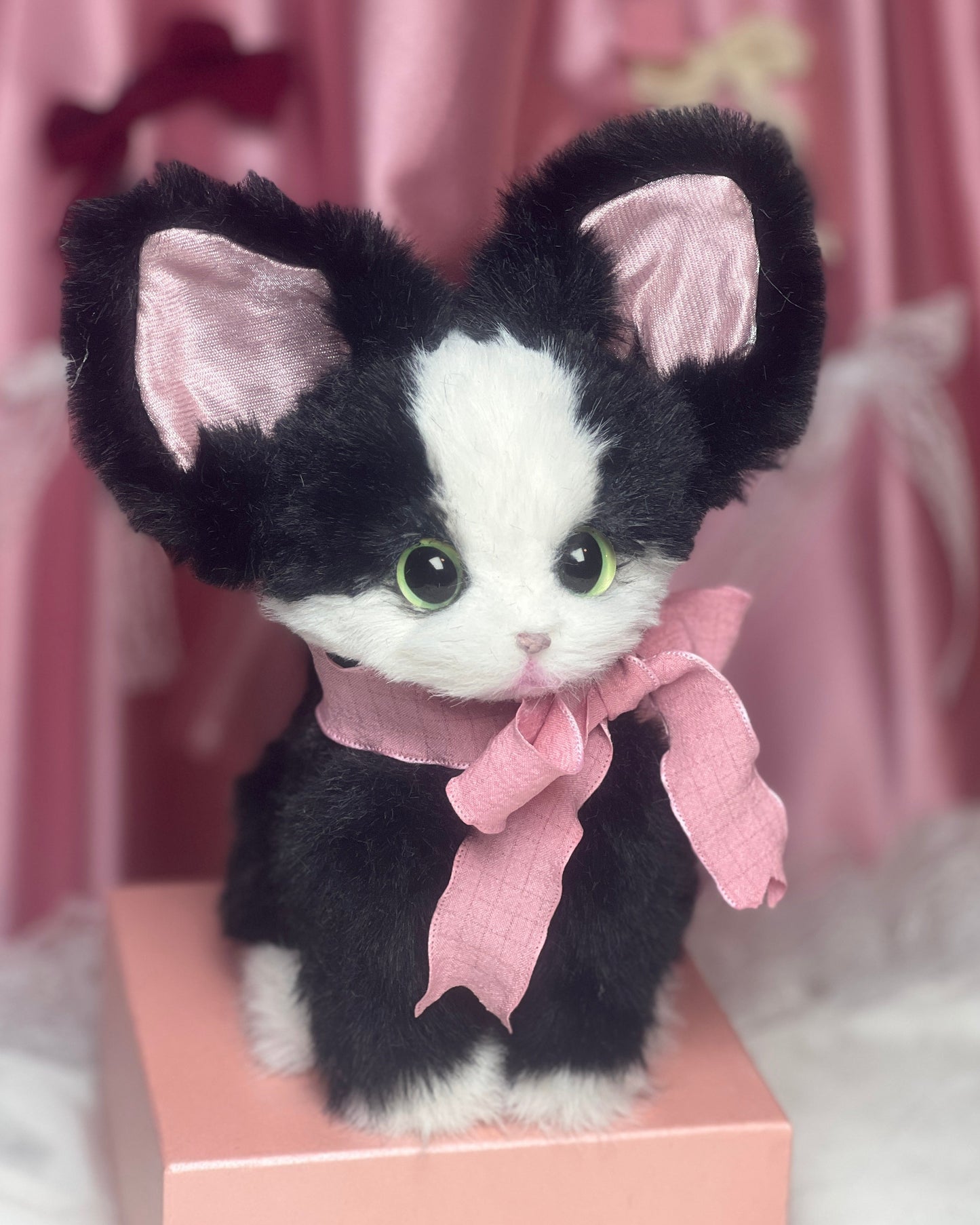 The Whisper Tuxedo cat