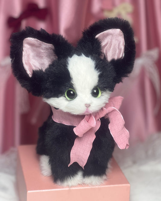 The Whisper Tuxedo cat