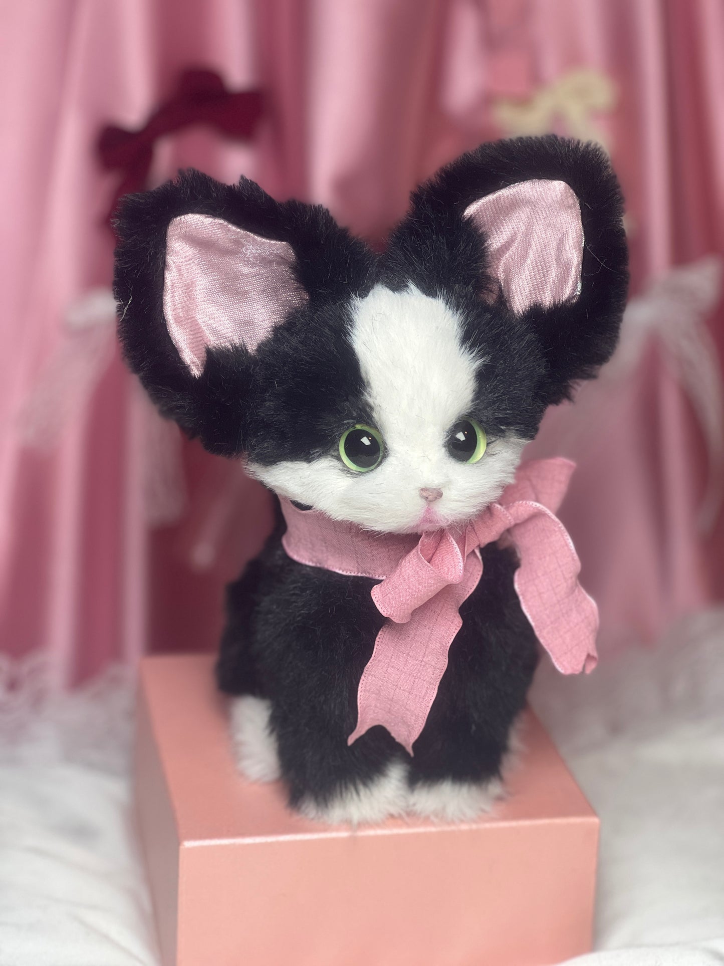 The Whisper Tuxedo cat