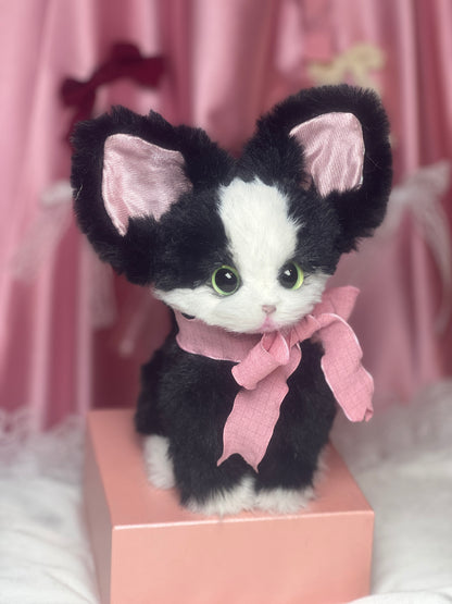 The Whisper Tuxedo cat