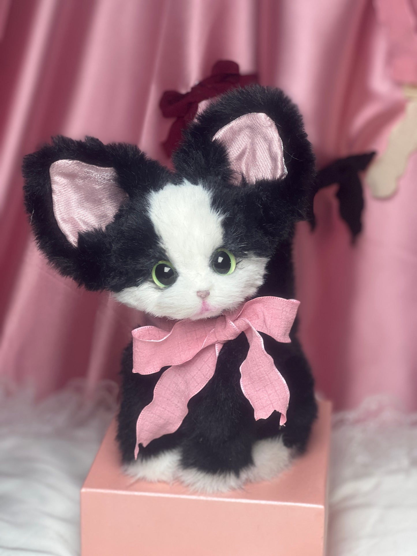 The Whisper Tuxedo cat