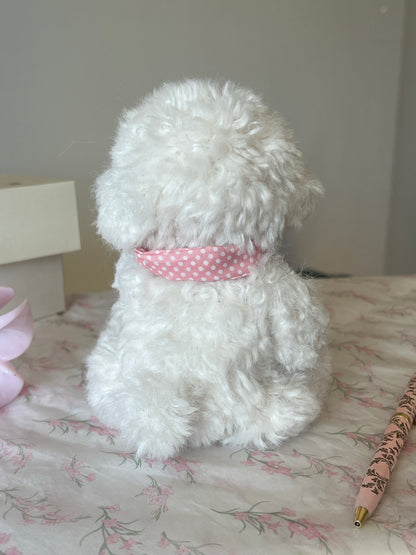 Joybly Cream Puff Bichon Fris