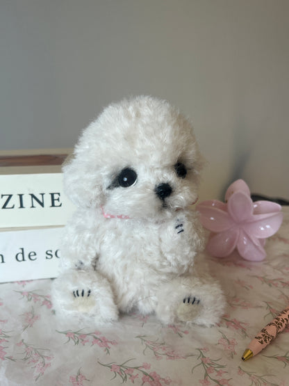 Joybly Cream Puff Bichon Fris