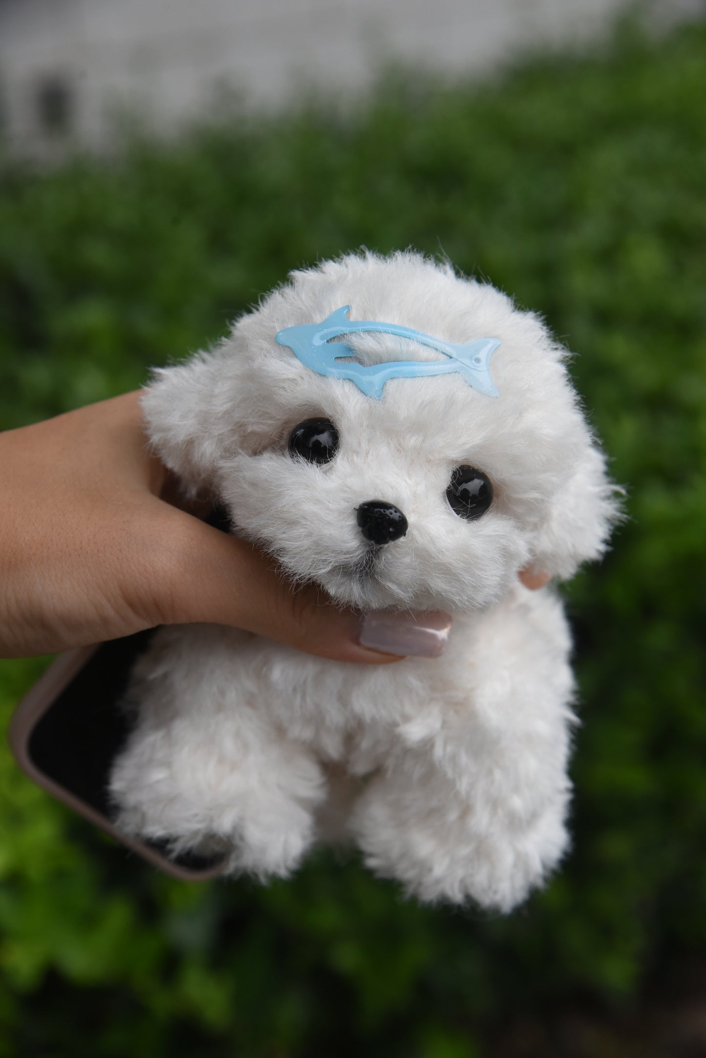 Color your own Joybly Short Hair Poodle