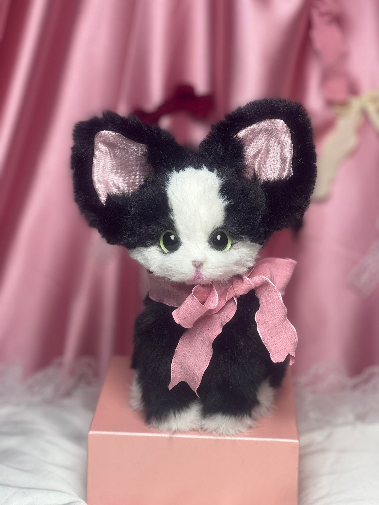 The Whisper Tuxedo cat