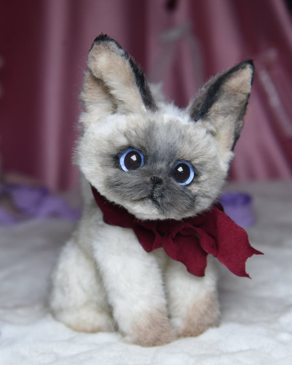 The Whisper Siamese Cat