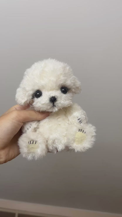 Joybly Cream Puff Bichon Fris